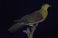 藏品(綠鳩)的圖片